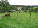 Voggenhof mit Hochland-Rinder